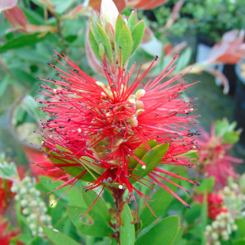 Callistemon (x) laevis (Floraison)