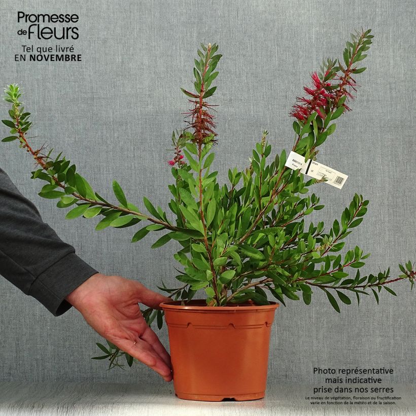 Spécimen de Callistemon (x) laevis Pot de 1,5L/2L tel que livré en automne