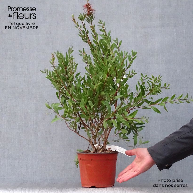 Spécimen de Callistemon (x) laevis Pot de 3L/4L tel que livré en automne