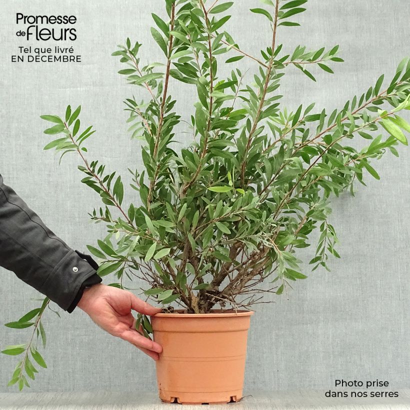 Spécimen de Callistemon (x) laevis Pot de 3L/4L tel que livré en hiver