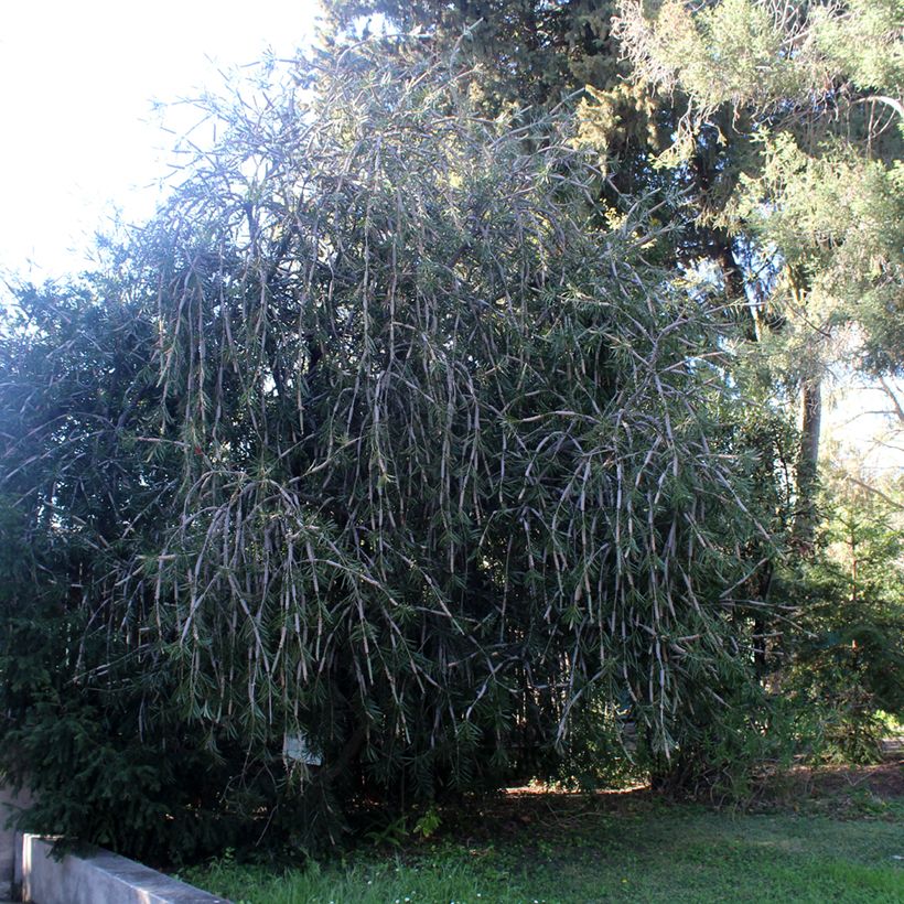 Callistemon (x) laevis (Port)