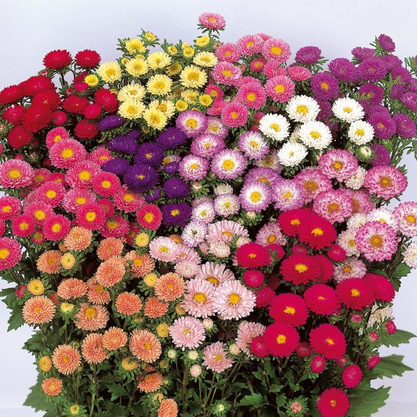 Reine-Marguerite Matsumoto mélange - Callistephus Mini-mottes (Floraison)
