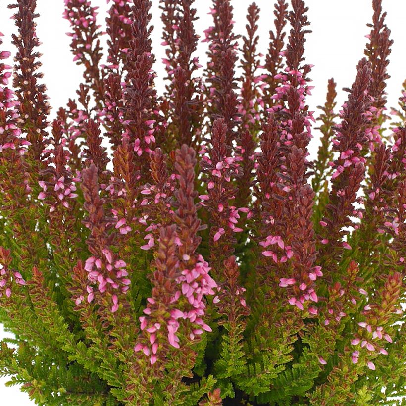 Bruyère d'été - Calluna Garden Girls Zorina (Floraison)