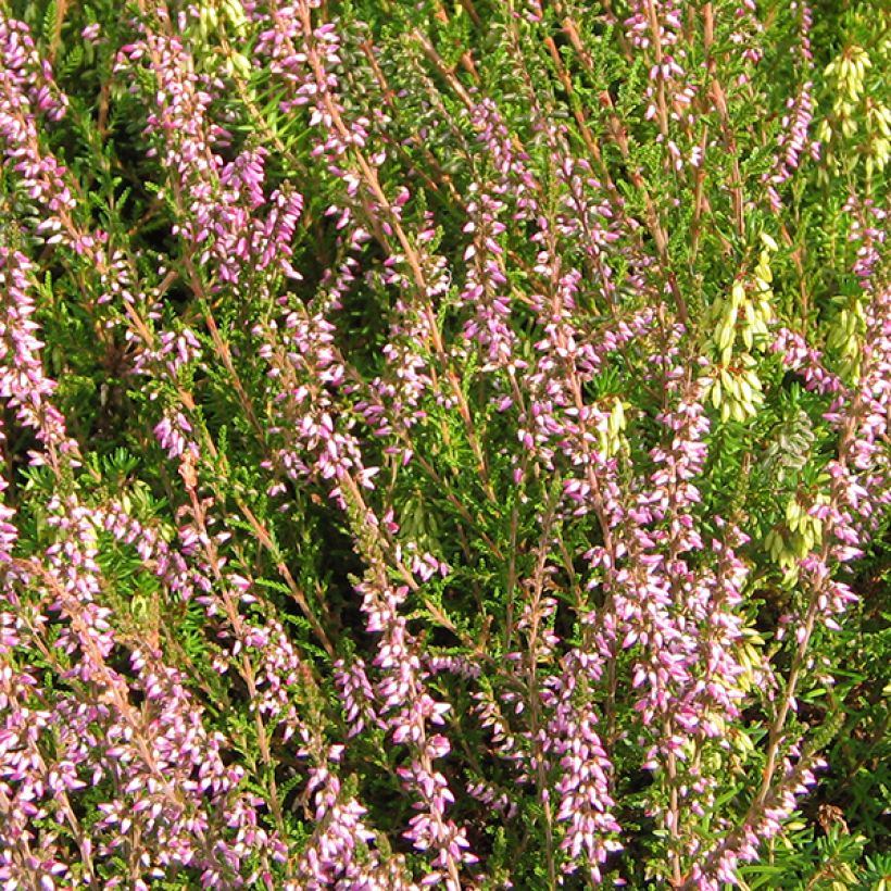 Bruyère d'été - Calluna vulgaris Marleen (Floraison)