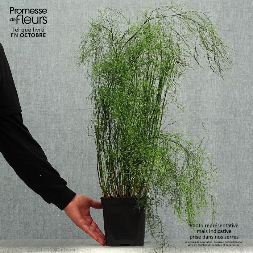 Spécimen de Calopsis paniculata - Restio Pot de 2L/3L tel que livré en automne