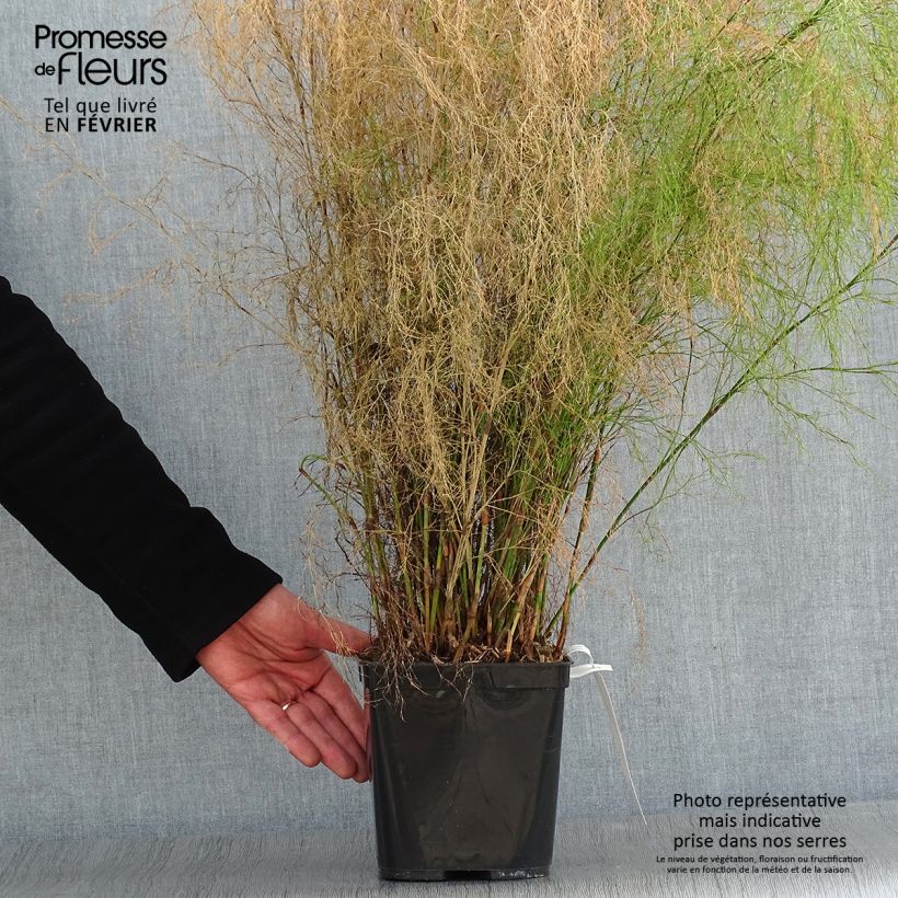 Spécimen de Calopsis paniculata - Restio Pot de 2L/3L tel que livré en hiver