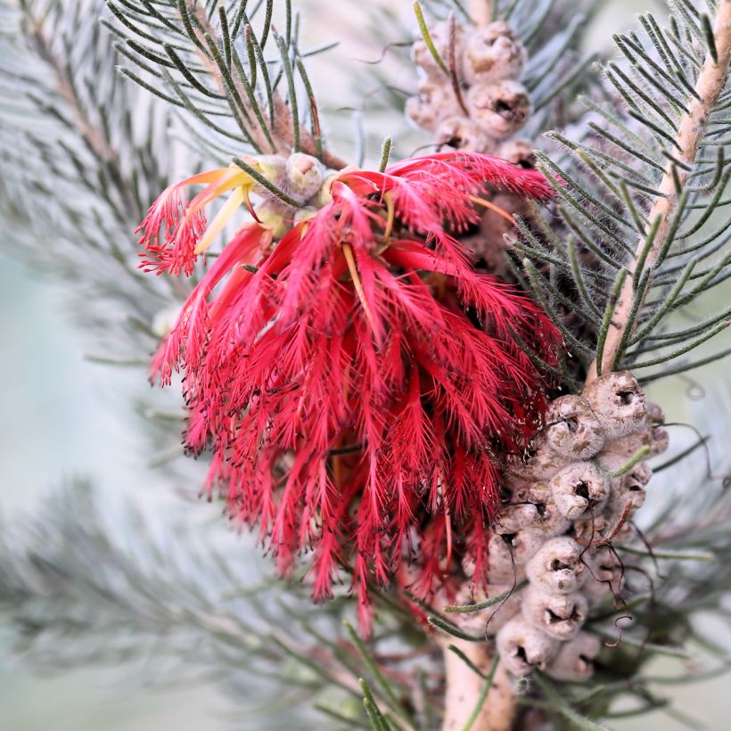 Calothamnus quadrifidus Grey Form (= Grey Leaf) (Floraison)