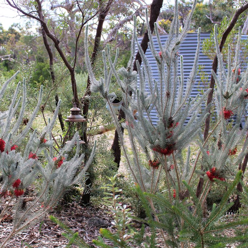 Calothamnus quadrifidus Grey Form (= Grey Leaf) (Port)