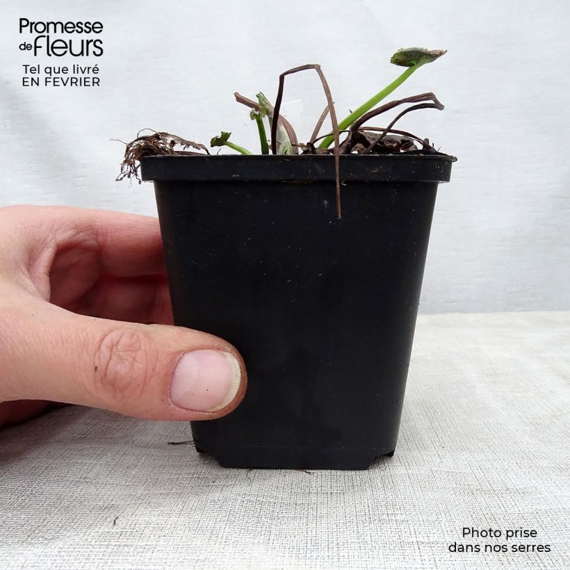 Spécimen de Caltha palustris Polypetala - Populage - Souci des marais Godet de 8/9 cm tel que livré en hiver