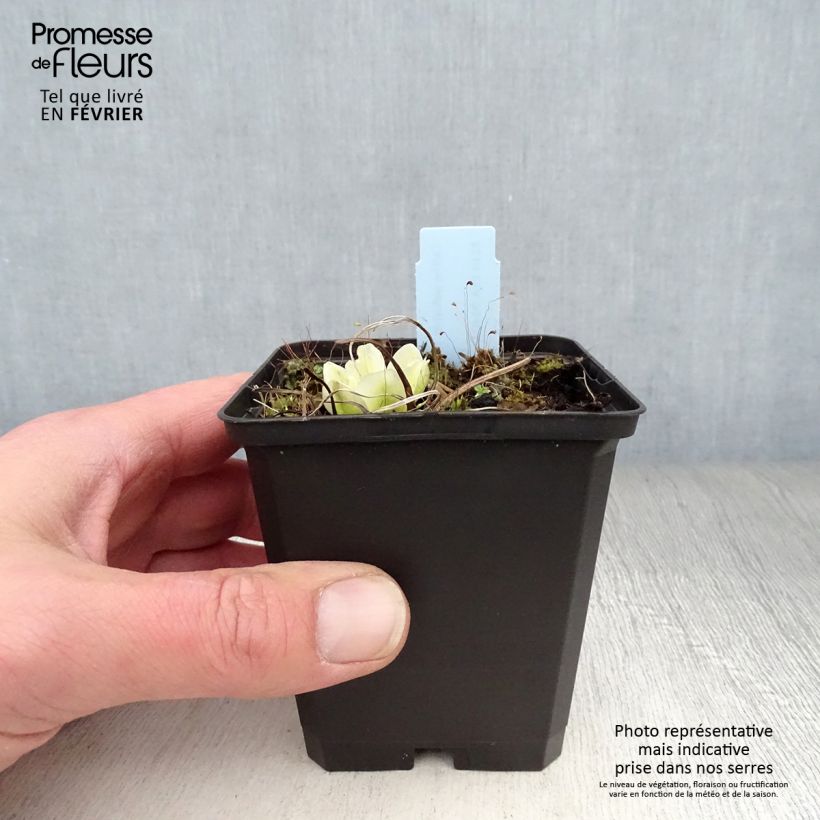 Spécimen de Caltha palustris var.alba - Populage blanc - Souci des marais blanc Godet de 8/9 cm tel que livré en hiver