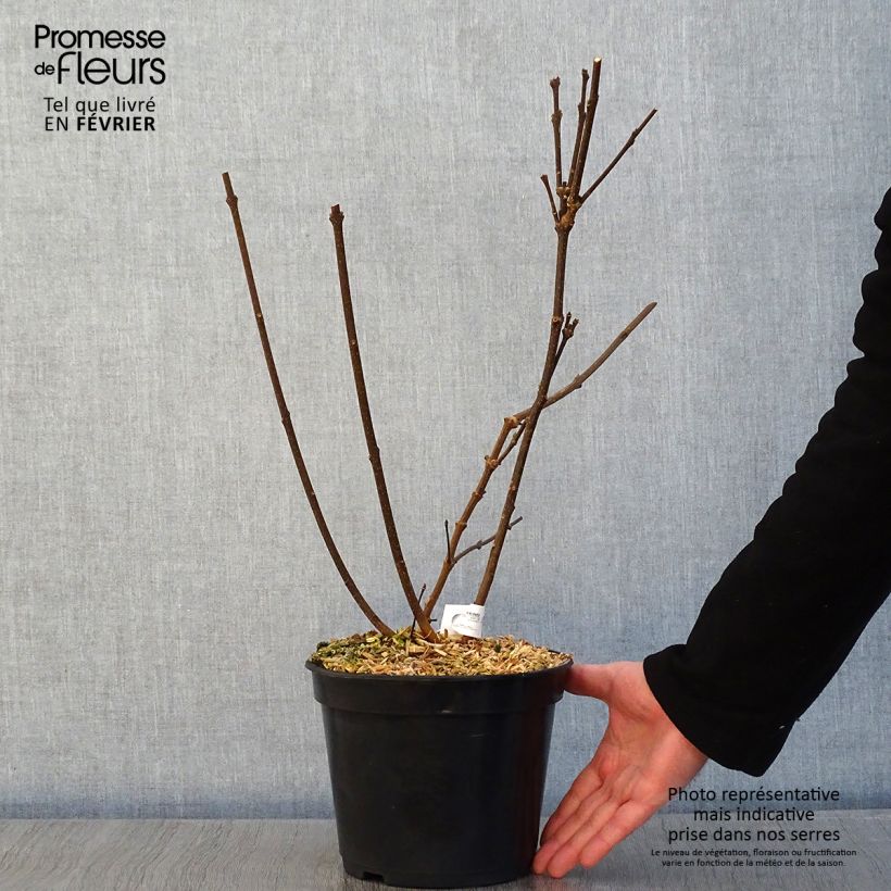Spécimen de Calycanthus Michael Lindsay - Arbre aux anémones Pot de 4L/5L tel que livré en hiver