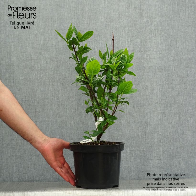 Spécimen de Calycanthus Michael Lindsay - Arbre aux anémones Pot de 4L/5L tel que livré au printemps