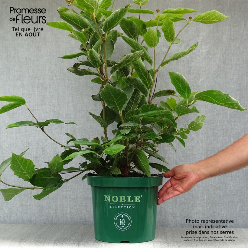 Spécimen de Calycanthus Venus - Arbre aux anémones Pot de 7,5L/10L tel que livré en été