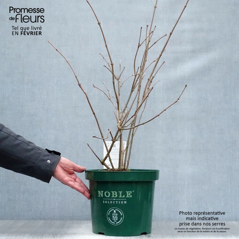 Spécimen de Calycanthus Venus - Arbre aux anémones Pot de 7,5L/10L tel que livré en hiver