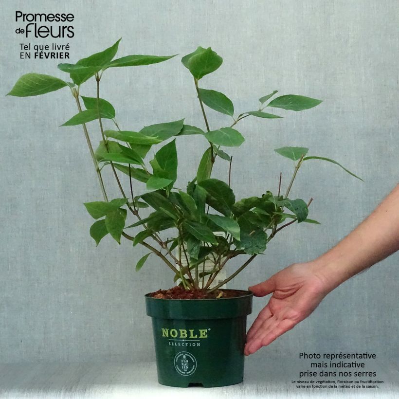 Spécimen de Calycanthus Venus - Arbre aux anémones Pot de 3L/4L tel que livré en automne
