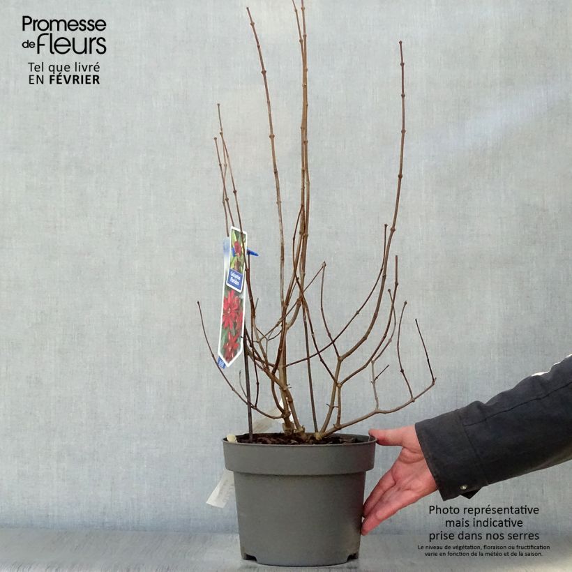 Spécimen de Calycanthus floridus - Arbre aux anémones Pot de 4L/5L tel que livré en hiver