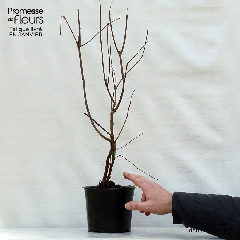 Spécimen de Calycanthus floridus - Arbre aux anémones Pot de 2L/3L tel que livré en hiver