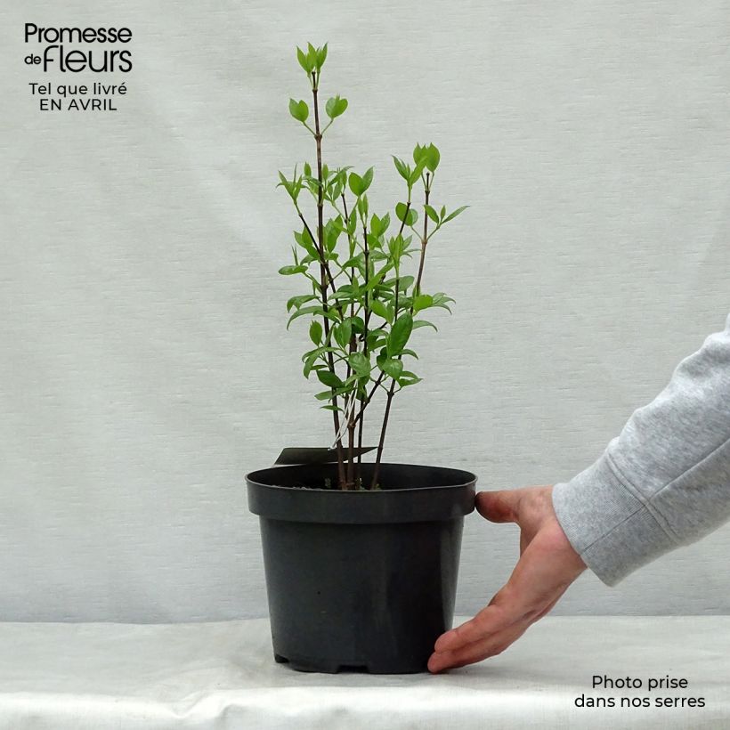 Spécimen de Calycanthus floridus - Arbre aux anémones Pot de 2L/3L tel que livré au printemps