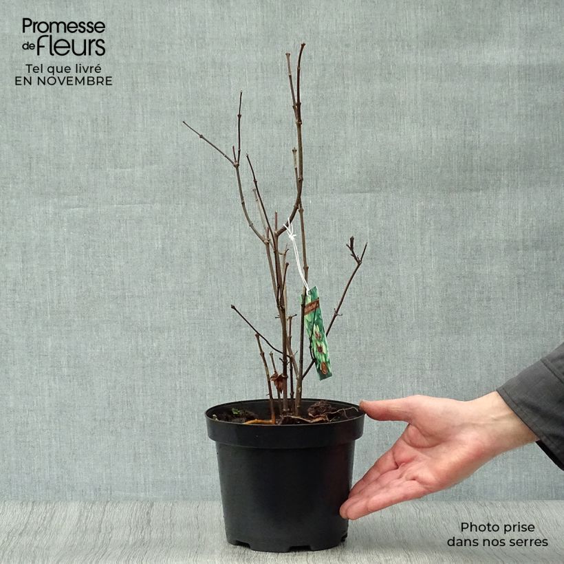 Spécimen de Calycanthus floridus - Arbre aux anémones Pot de 2L/3L tel que livré en automne