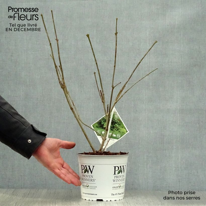 Spécimen de Calycanthus raulstonii Aphrodite - Arbre aux anémones. Pot de 2L/3L tel que livré en hiver