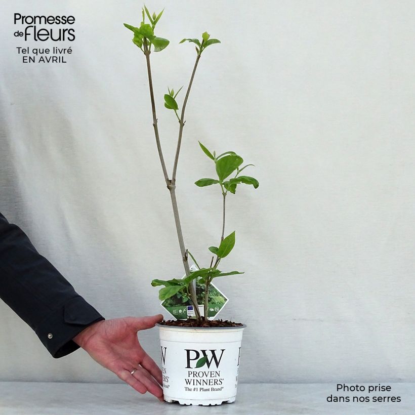 Spécimen de Calycanthus raulstonii Aphrodite - Arbre aux anémones. Pot de 2L/3L tel que livré au printemps