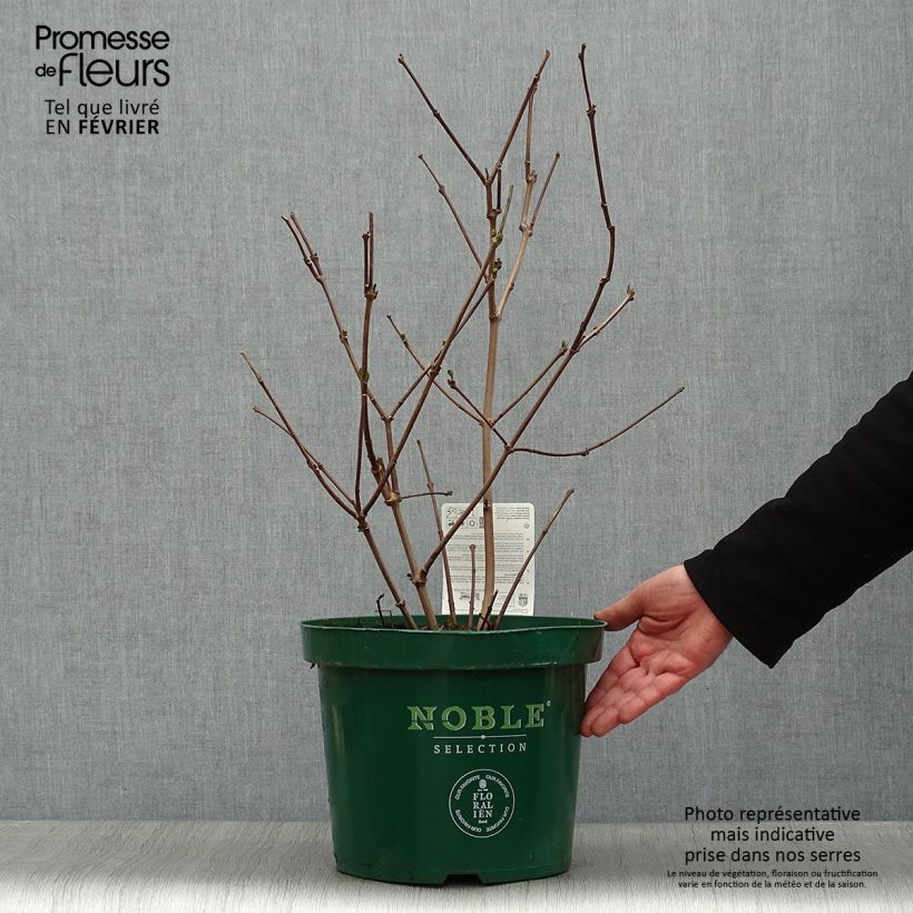 Spécimen de Calycanthus raulstonii Hartlage Wine - Arbre aux anémones Pot de 7,5L/10L tel que livré en hiver