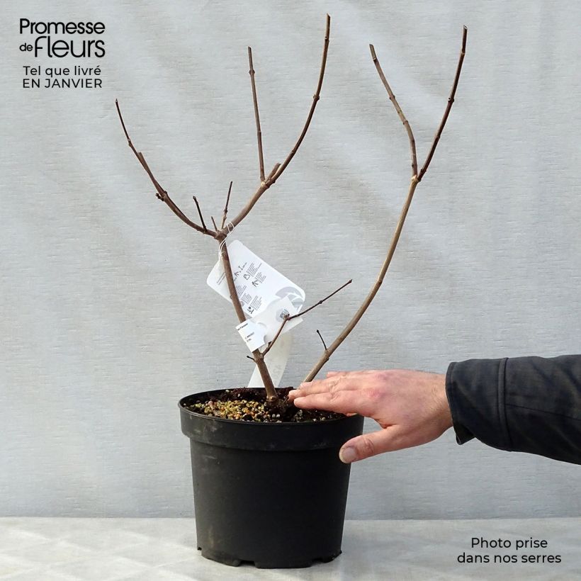 Spécimen de Calycanthus raulstonii Hartlage Wine - Arbre aux anémones Pot de 3L/4L tel que livré en hiver