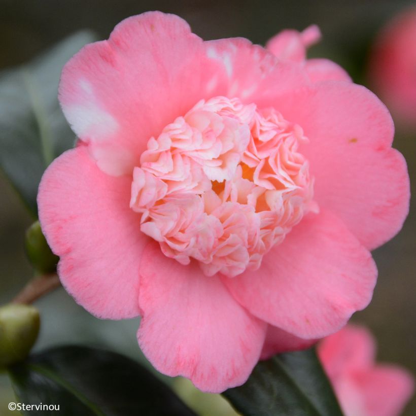 Camélia Baby Sis Pink - Camellia japonica (Floraison)