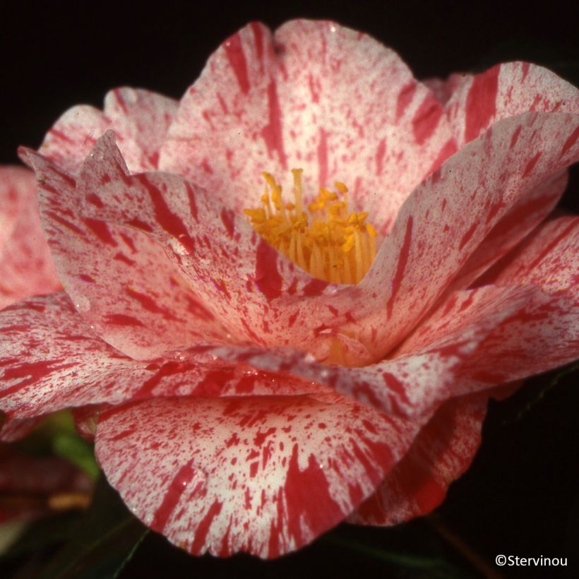 Camélia Betty Foy Sanders - Camellia japonica (Floraison)