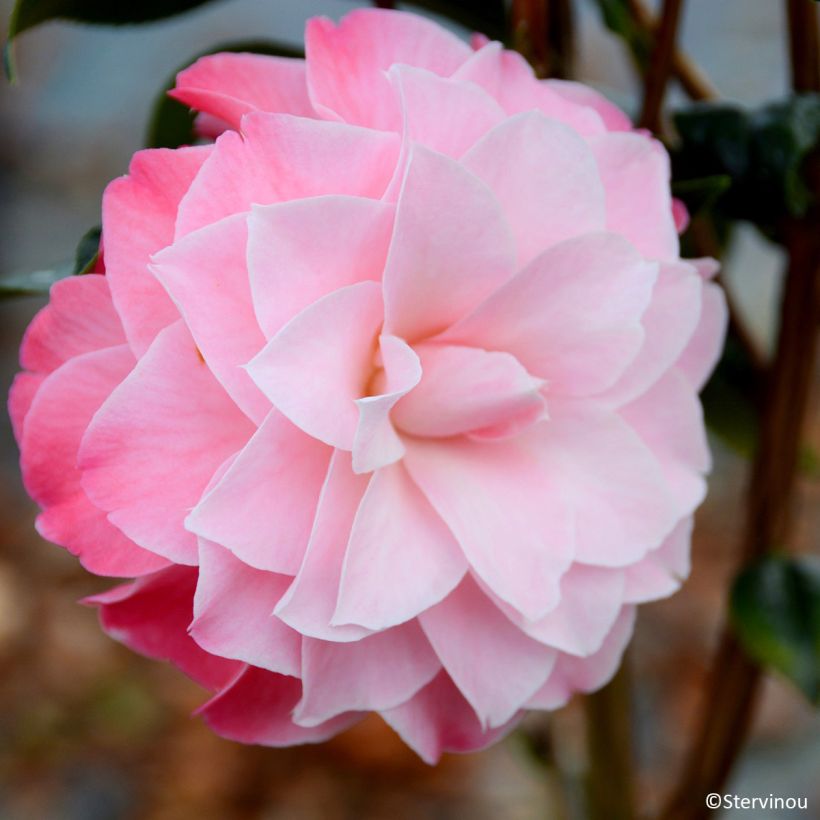 Camélia Buttons N Bows - Camellia x williamsii (Floraison)