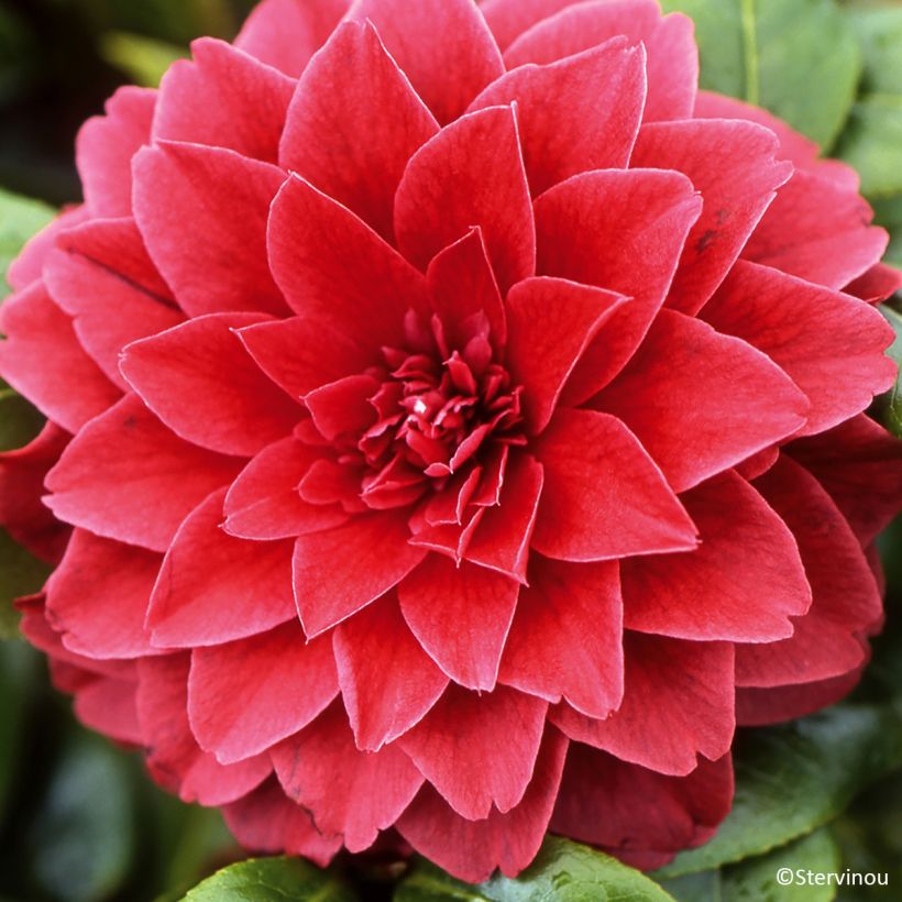 Camélia Manuroa Road - Camellia japonica (Floraison)