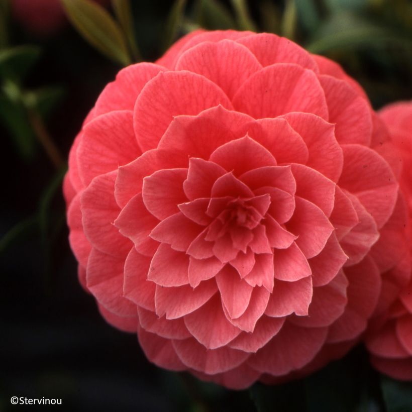 Camélia Spring Formal - Camellia japonica (Floraison)