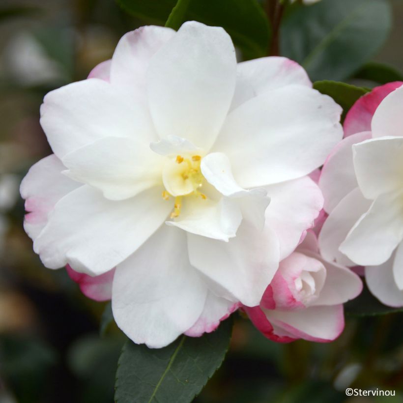 Camélia d’automne Blush – Camellia sasanqua (Floraison)