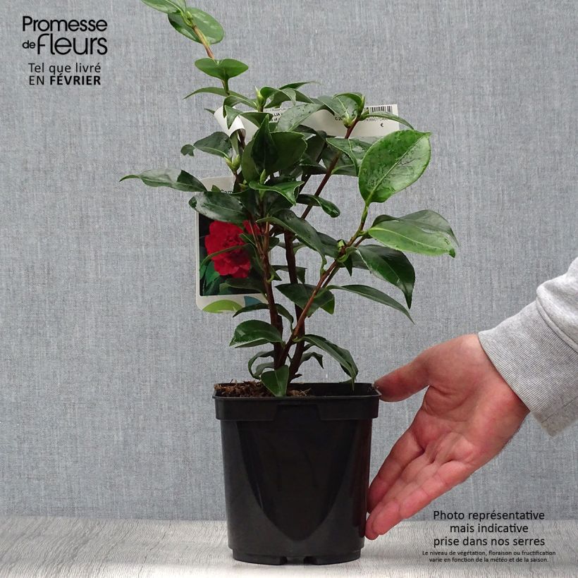 Spécimen de Camélia Blood of China - Camellia japonica Pot de 2L/3L tel que livré en automne