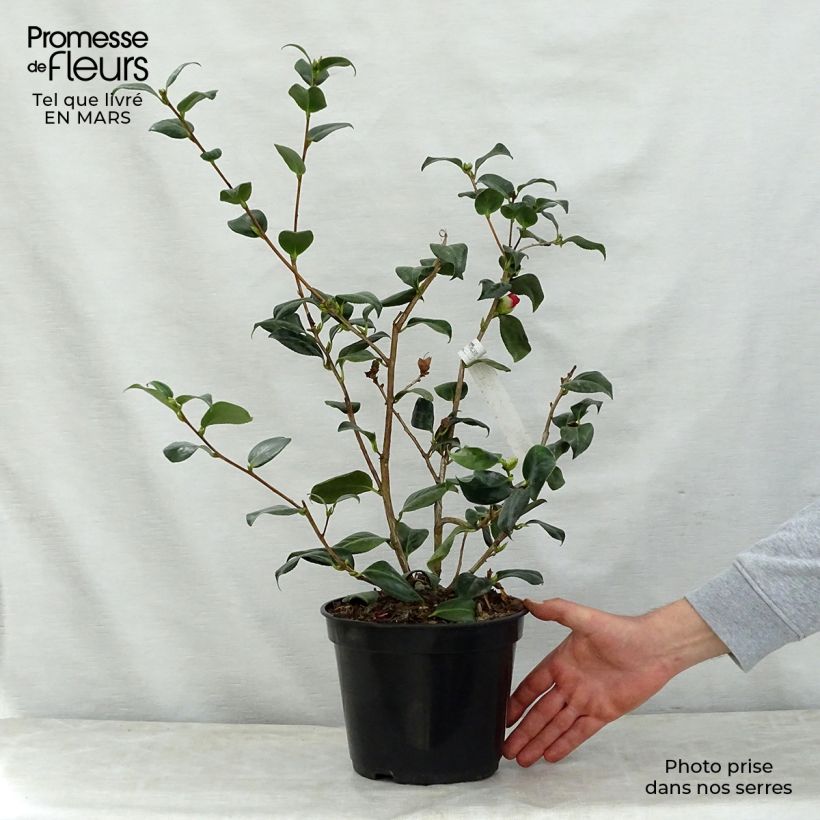 Spécimen de Camelia Bob's Tinsie - Camellia japonica Pot de 4L/5L tel que livré au printemps