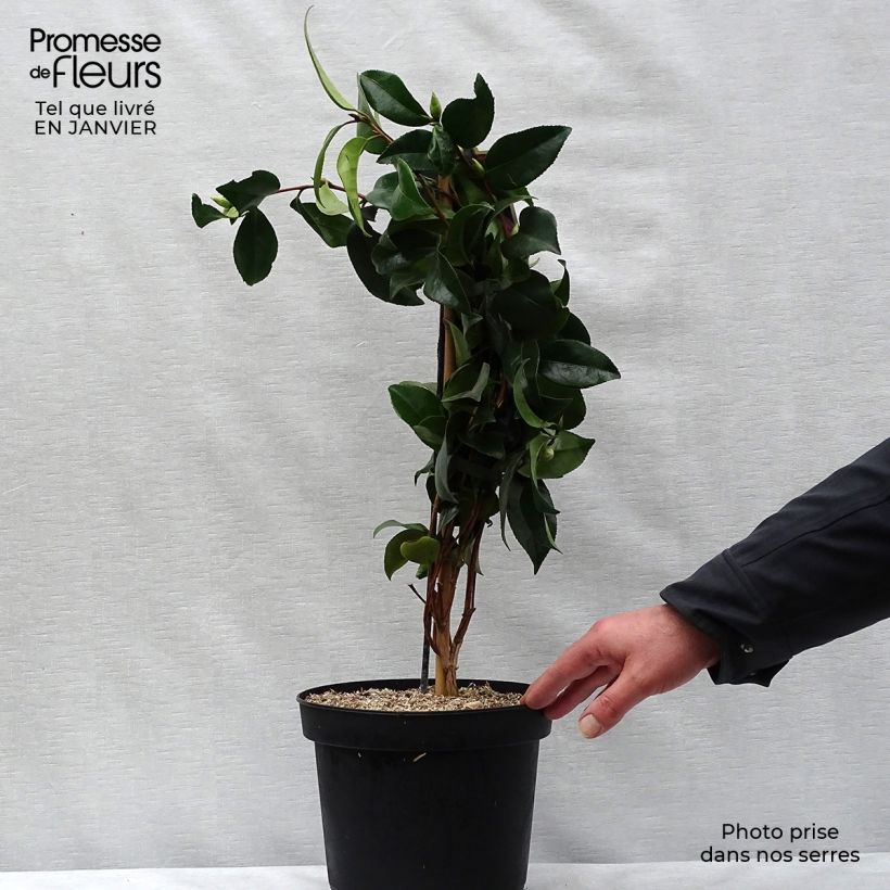 Spécimen de Camélia Bonomiana - Camellia japonica Pot de 3L/4L tel que livré en hiver