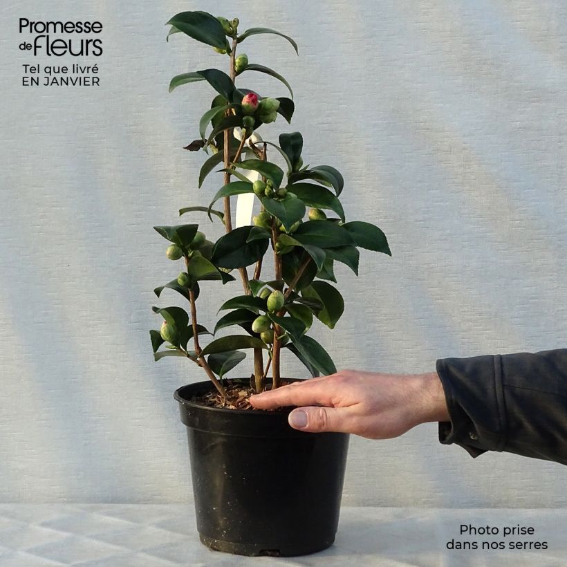 Spécimen de Camélia Coquetti - Camellia japonica Pot de 4L/5L tel que livré en hiver