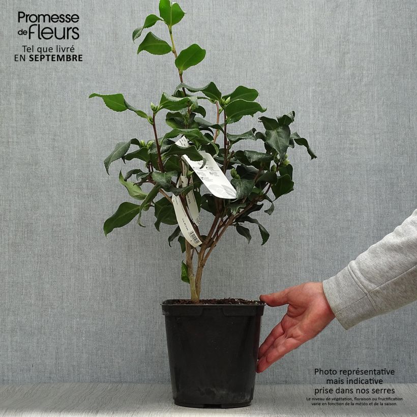 Spécimen de Camélia Dainty California - Camellia japonica Pot de 2L/3L tel que livré en automne