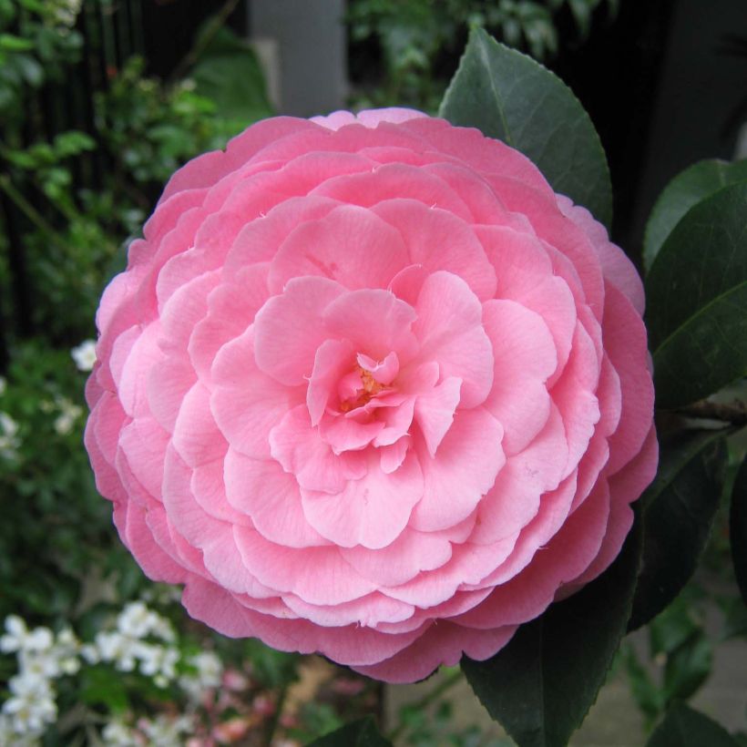 Camélia EG Waterhouse - Camellia (x) williamsii (Floraison)