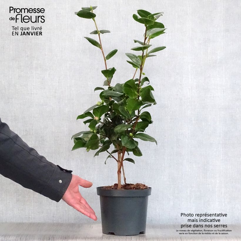 Spécimen de Camélia Lady Campbell - Camellia japonica Pot de 3L/4L tel que livré en hiver