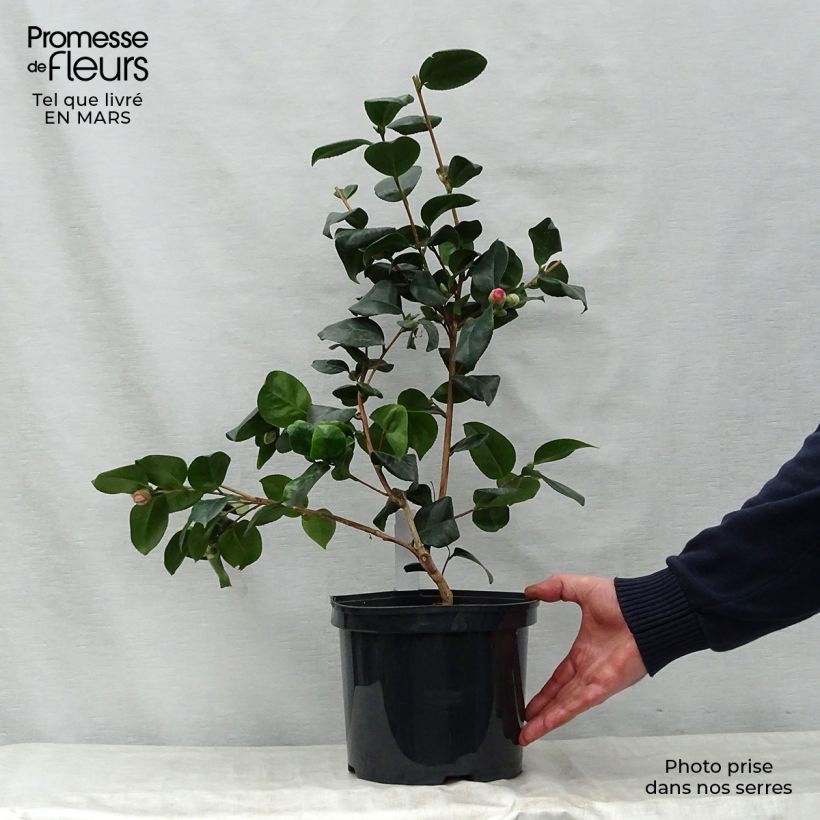 Spécimen de Camélia Lady Campbell - Camellia japonica Pot de 3L/4L tel que livré au printemps