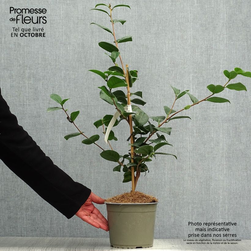 Spécimen de Camélia Lady Campbell - Camellia japonica Pot de 3L/4L tel que livré en automne