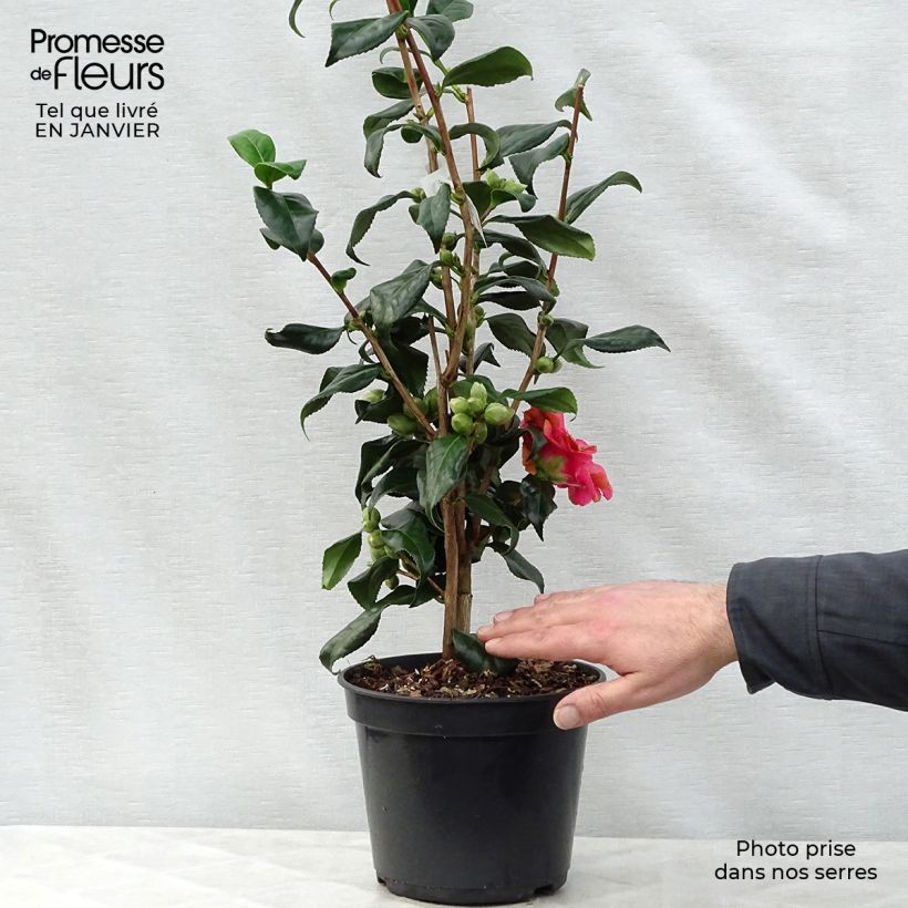 Spécimen de Camélia Lady Vansittart - Camellia japonica Pot de 3L/4L tel que livré en hiver