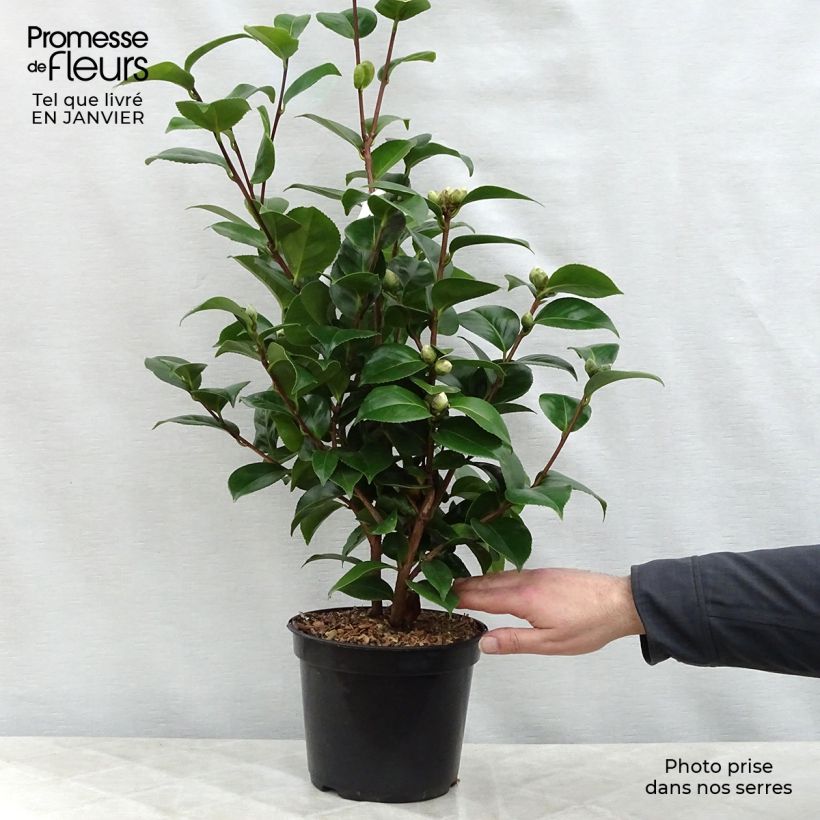Spécimen de Camélia Lavinia Maggi - Camellia japonica Pot de 3L/4L tel que livré en hiver