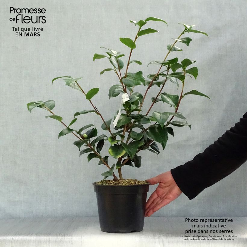 Camellia japonica Lavinia Maggi 3L/4L pot sample as delivered in spring