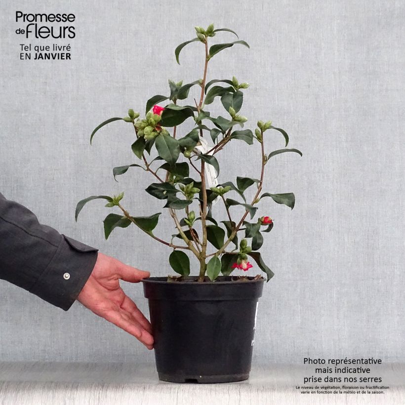 Spécimen de Camélia Lipstick - Camellia japonica Pot de 4L/5L tel que livré en hiver