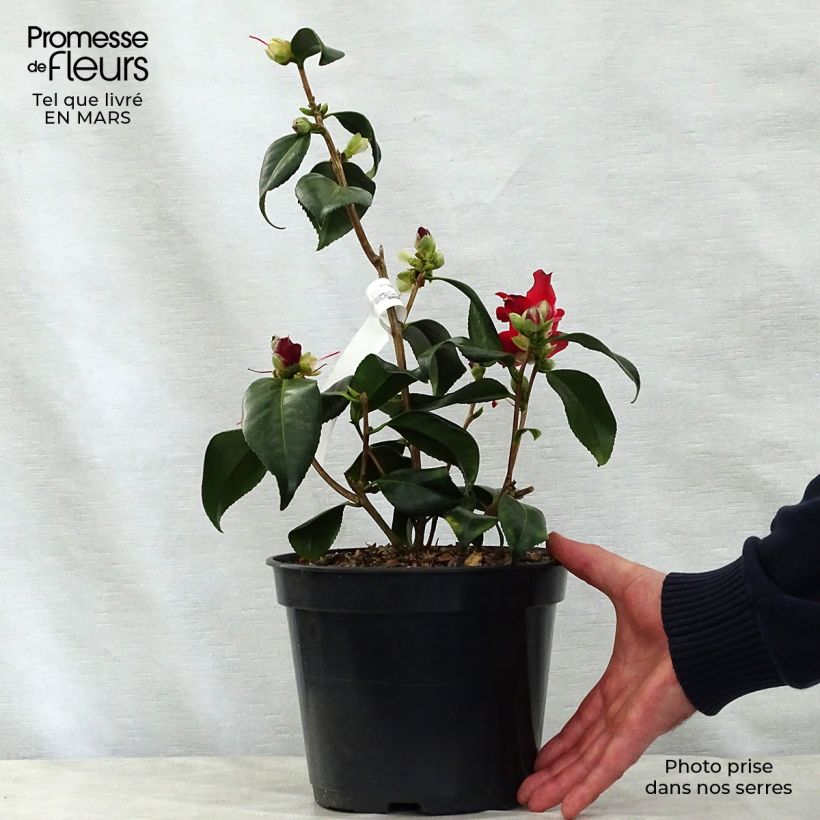 Spécimen de Camélia Lipstick - Camellia japonica Pot de 4L/5L tel que livré au printemps