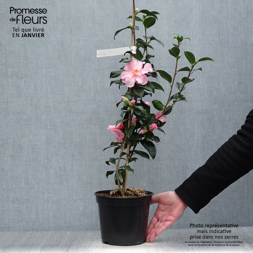 Spécimen de Camélia Lucky Star - Camellia (x) williamsii Pot de 4L/5L tel que livré en hiver