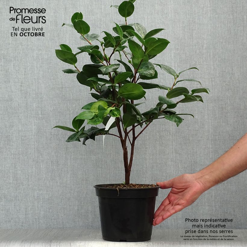 Spécimen de Camélia Margaret Davis - Camellia japonica Pot de 3L/4L tel que livré en automne