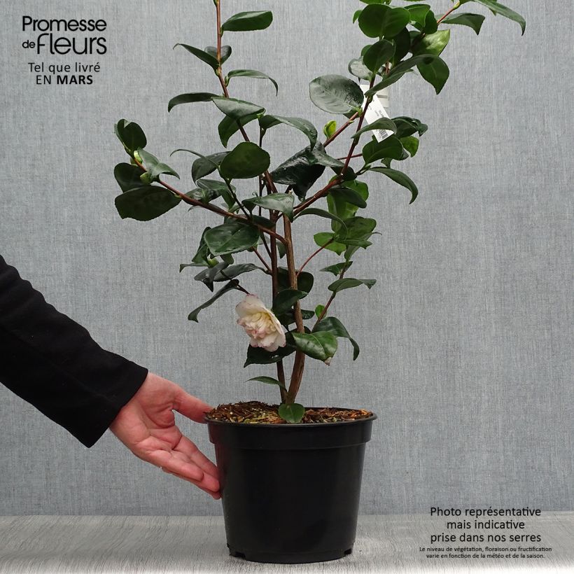 Spécimen de Camélia Margaret Davis - Camellia japonica Pot de 3L/4L tel que livré au printemps